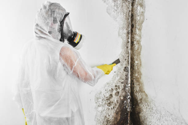 Best Attic Mold Removal  in Gerdine, AL