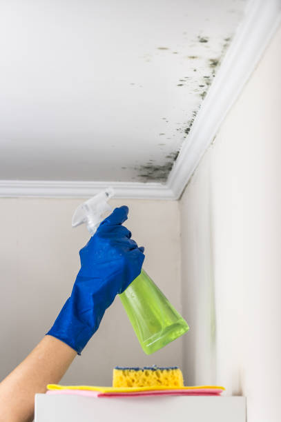 Mold Testing and Removal in Geraldine, AL
