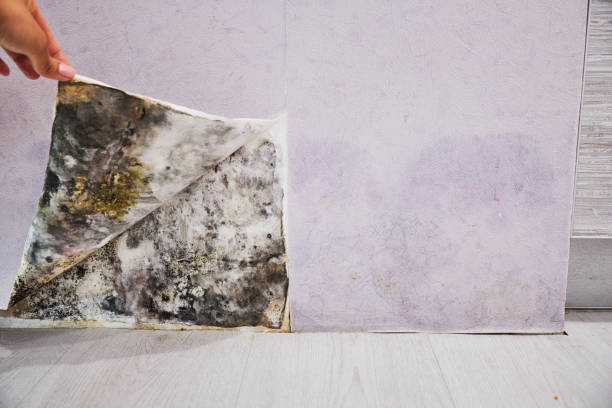 Best Residential Mold Removal  in Gerdine, AL